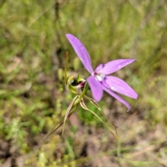 Caladenia atrovespa at Jerrabomberra, NSW - 3 Nov 2021