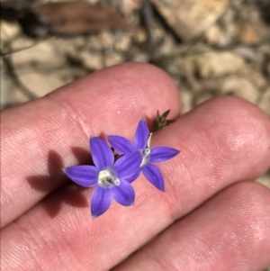 Wahlenbergia luteola at Bungonia, NSW - 31 Oct 2021 12:10 PM