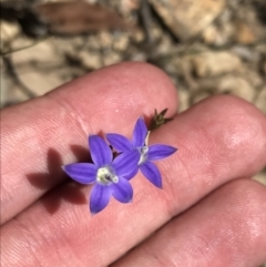 Wahlenbergia luteola (Yellowish Bluebell) at Bungonia State Conservation Area - 31 Oct 2021 by Tapirlord