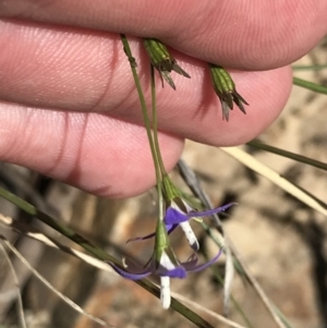 Wahlenbergia luteola at Bungonia, NSW - 31 Oct 2021 12:10 PM