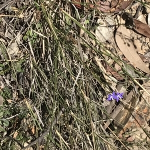 Wahlenbergia luteola at Bungonia, NSW - 31 Oct 2021 12:10 PM