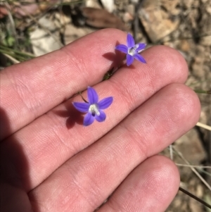 Wahlenbergia luteola at Bungonia, NSW - 31 Oct 2021 12:10 PM