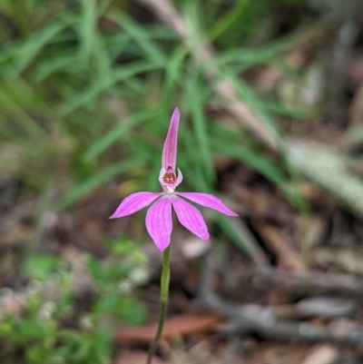 Caladenia carnea (Pink Fingers) at Mount Jerrabomberra QP - 3 Nov 2021 by Rebeccajgee