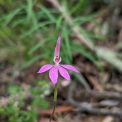 Caladenia carnea (Pink fingers) at Jerrabomberra, NSW - 3 Nov 2021 by Rebeccajgee
