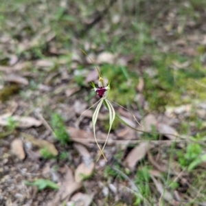 Caladenia atrovespa at Jerrabomberra, NSW - 3 Nov 2021