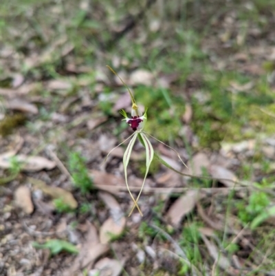 Caladenia atrovespa (Green-comb Spider Orchid) at Mount Jerrabomberra QP - 3 Nov 2021 by Rebeccajgee