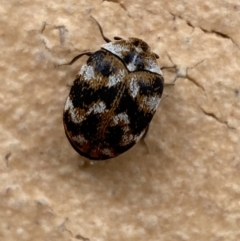 Anthrenus verbasci (Varied or Variegated Carpet Beetle) at Jerrabomberra, NSW - 3 Nov 2021 by SteveBorkowskis