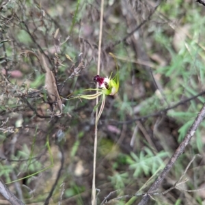 Caladenia atrovespa at Jerrabomberra, NSW - suppressed