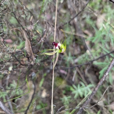 Caladenia atrovespa (Green-comb Spider Orchid) at Jerrabomberra, NSW - 3 Nov 2021 by Rebeccajgee