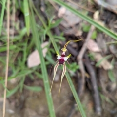 Caladenia atrovespa at Jerrabomberra, NSW - suppressed