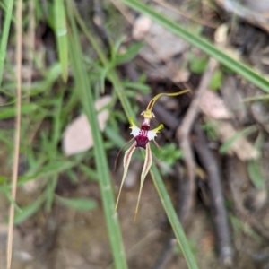 Caladenia atrovespa at Jerrabomberra, NSW - suppressed