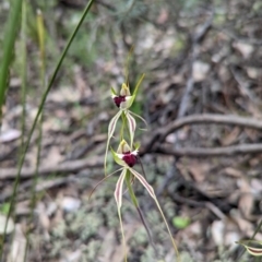 Caladenia atrovespa at Jerrabomberra, NSW - suppressed