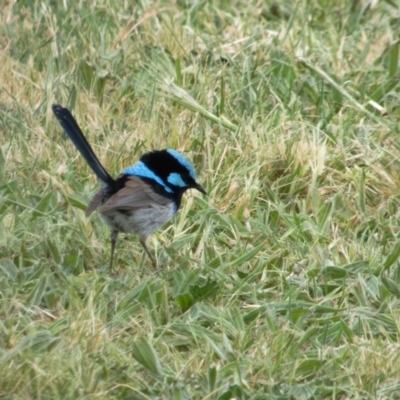 Malurus cyaneus (Superb Fairywren) at Lyneham, ACT - 3 Nov 2021 by RobertD