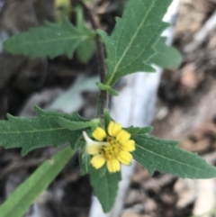 Sigesbeckia australiensis (Cobber Weed) at Bungonia, NSW - 31 Oct 2021 by Tapirlord