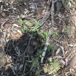 Sigesbeckia australiensis at Bungonia, NSW - 31 Oct 2021