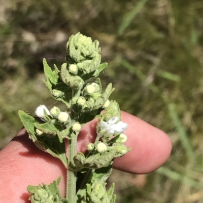 Teucrium corymbosum (Forest Germander) at Bungonia, NSW - 31 Oct 2021 by Tapirlord