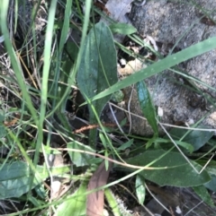 Plantago debilis at Bungonia, NSW - 31 Oct 2021