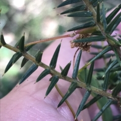 Acacia ulicifolia (Prickly Moses) at Bungonia State Conservation Area - 31 Oct 2021 by Tapirlord