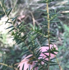 Acacia ulicifolia at Bungonia, NSW - 31 Oct 2021