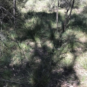 Acacia ulicifolia at Bungonia, NSW - 31 Oct 2021