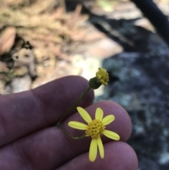 Senecio pinnatifolius var. pinnatifolius at Bungonia, NSW - 31 Oct 2021 by Tapirlord