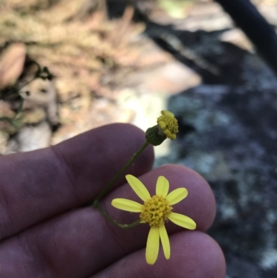 Senecio pinnatifolius var. pinnatifolius at Bungonia State Conservation Area - 31 Oct 2021 by Tapirlord