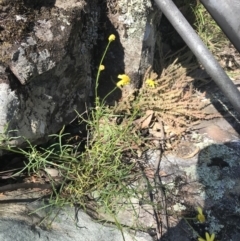 Senecio pinnatifolius var. pinnatifolius at Bungonia, NSW - 31 Oct 2021