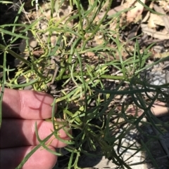 Senecio pinnatifolius var. pinnatifolius at Bungonia, NSW - 31 Oct 2021 12:36 PM