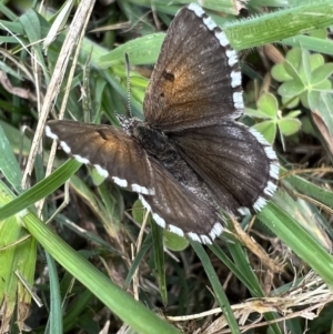 Lucia limbaria at Murrumbateman, NSW - 3 Nov 2021