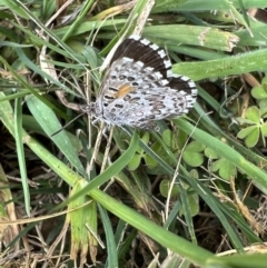 Lucia limbaria at Murrumbateman, NSW - 3 Nov 2021