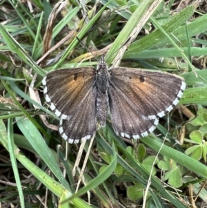 Lucia limbaria at Murrumbateman, NSW - 3 Nov 2021