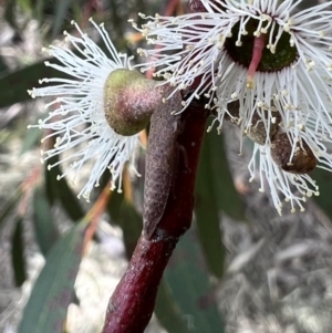 Ledrinae (subfamily) at Murrumbateman, NSW - 2 Nov 2021