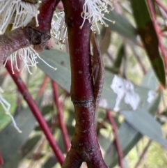 Ledrinae (subfamily) at Murrumbateman, NSW - 2 Nov 2021