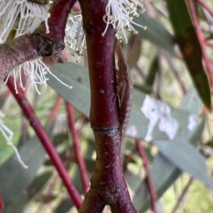 Ledrinae (subfamily) at Murrumbateman, NSW - 2 Nov 2021