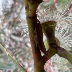 Ledrinae (subfamily) at Murrumbateman, NSW - 2 Nov 2021