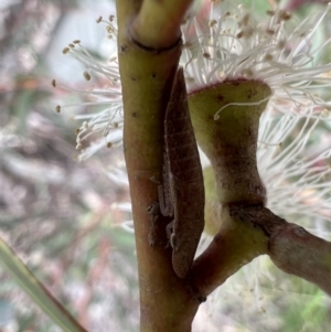 Ledrinae (subfamily) at Murrumbateman, NSW - 2 Nov 2021