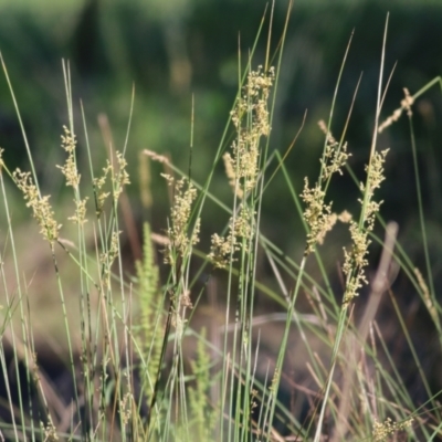 Juncus sp. (A Rush) at Killara, VIC - 31 Oct 2021 by KylieWaldon