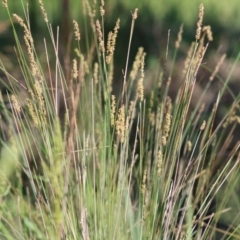 Carex appressa (Tall Sedge) at Killara, VIC - 31 Oct 2021 by KylieWaldon