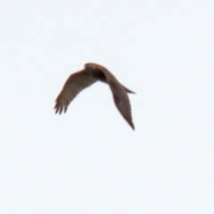Accipiter cirrocephalus (Collared Sparrowhawk) at Isabella Pond - 3 Nov 2021 by RodDeb