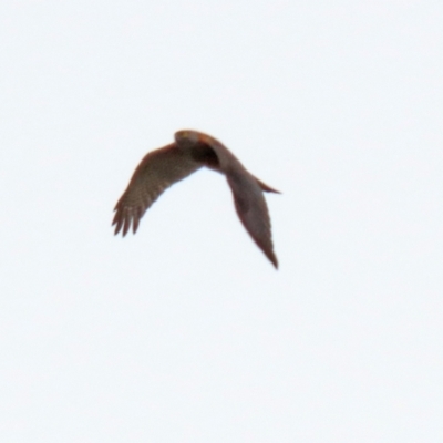 Accipiter cirrocephalus (Collared Sparrowhawk) at Monash, ACT - 3 Nov 2021 by RodDeb