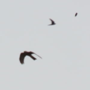 Accipiter cirrocephalus at Monash, ACT - 3 Nov 2021