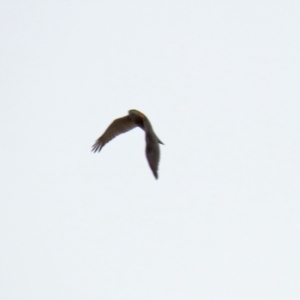 Tachyspiza cirrocephala at Monash, ACT - 3 Nov 2021