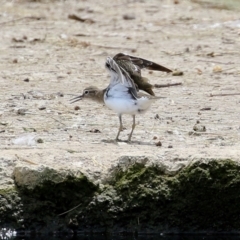 Actitis hypoleucos (Common Sandpiper) at Tuggeranong Creek to Monash Grassland - 3 Nov 2021 by RodDeb