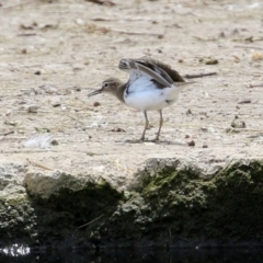 Actitis hypoleucos at Monash, ACT - 3 Nov 2021 12:25 PM