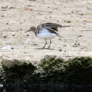 Actitis hypoleucos at Monash, ACT - 3 Nov 2021