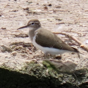 Actitis hypoleucos at Monash, ACT - 3 Nov 2021 12:25 PM