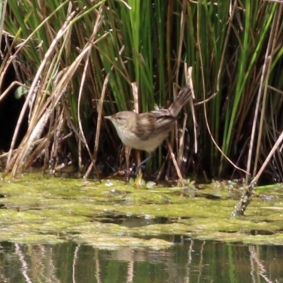 Poodytes gramineus (Little Grassbird) at Tuggeranong Creek to Monash Grassland - 3 Nov 2021 by RodDeb