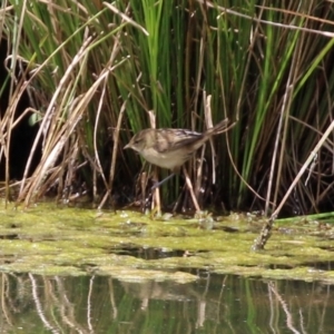 Poodytes gramineus at Monash, ACT - 3 Nov 2021