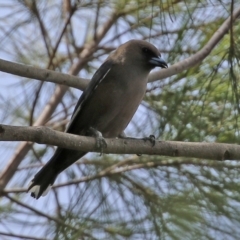 Artamus cyanopterus cyanopterus (Dusky Woodswallow) at Monash, ACT - 3 Nov 2021 by RodDeb