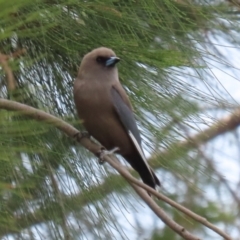 Artamus cyanopterus at Monash, ACT - 3 Nov 2021